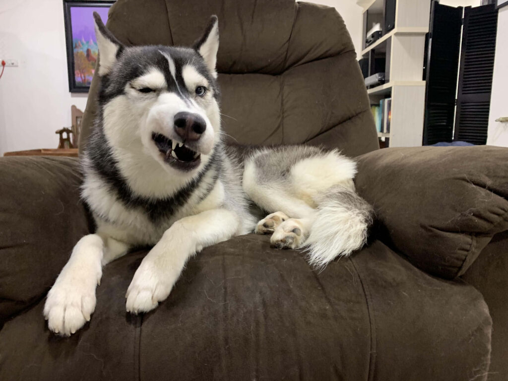 Hilarious Husky Growling on Cozy Chair - Amusing Wallpaper Background