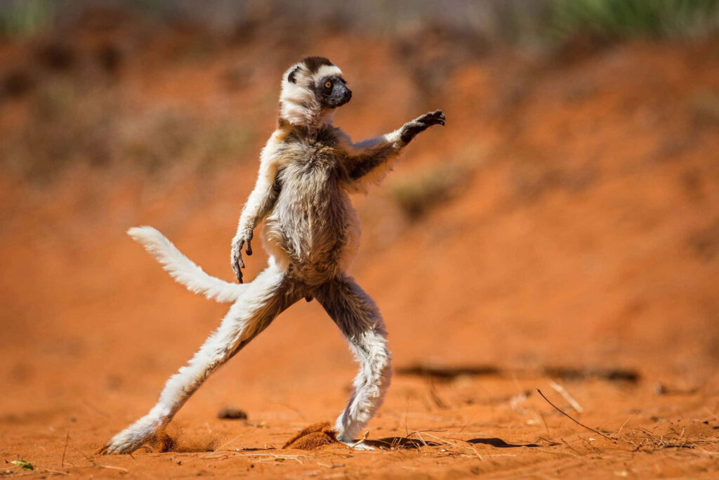 Playful Meerkat Disco Pose on Red Earth Background - Fun Wallpaper