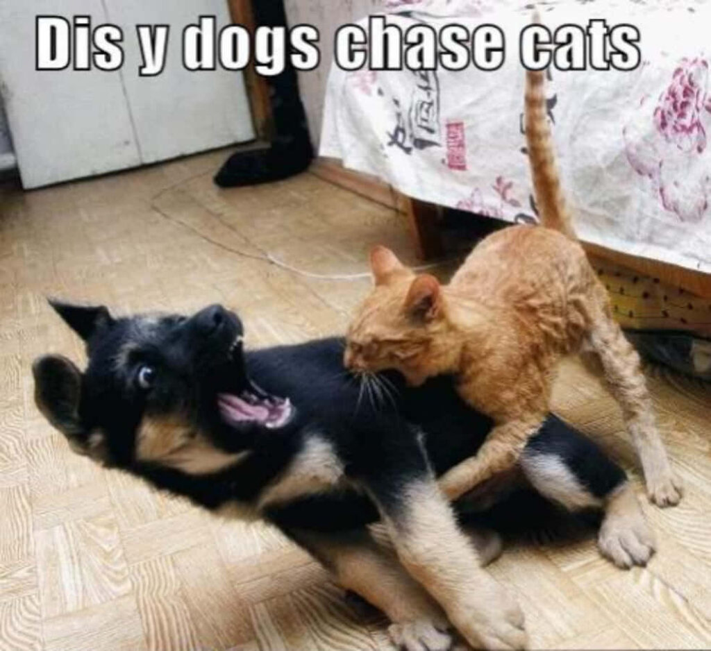 Scared Dog vs. Determined Cat: Playful Meme on Dogs Chasing Cats Wallpaper