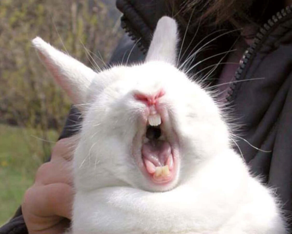 Hilarious White Bunny Meme: Adorable Scream Expression Wallpaper