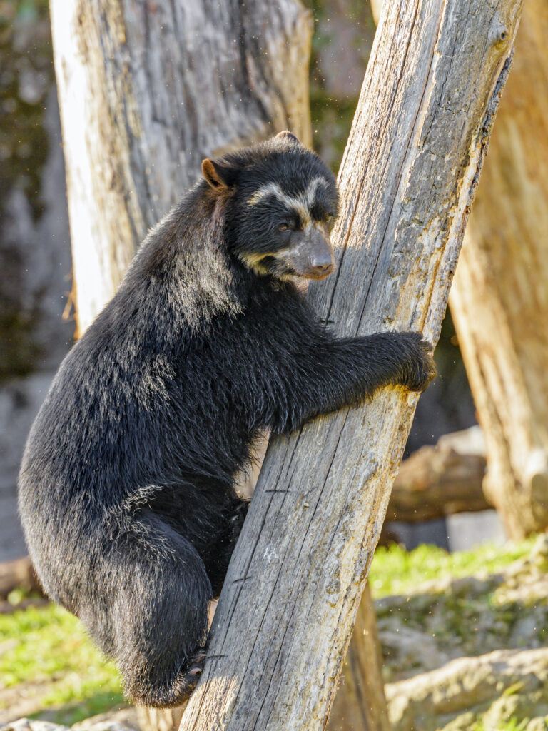 Himalayan Bear Climbing Tree - Majestic Wildlife Wallpaper