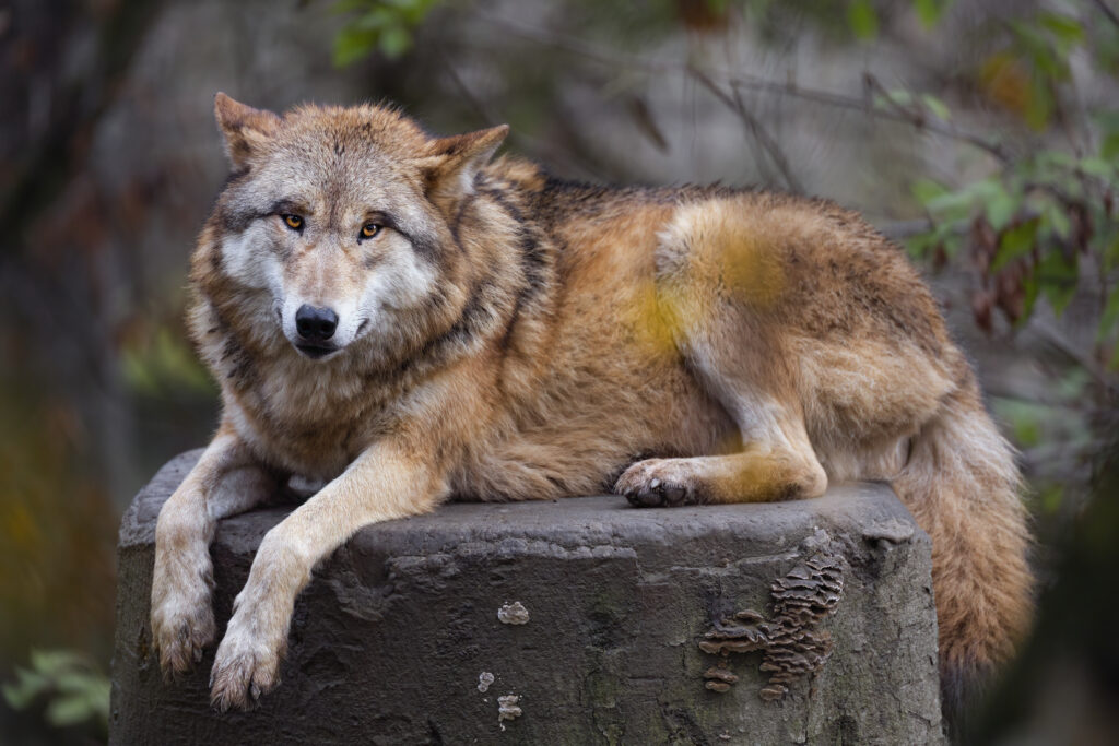 Himalayan Wolf Wallpaper: Graceful Predator in Natural Foliage