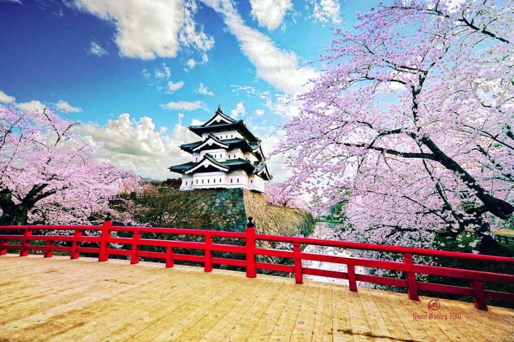 Hirosaki Castle with pink cherry blossoms and red bridge under blue sky in iconic Japanese spring Wallpaper