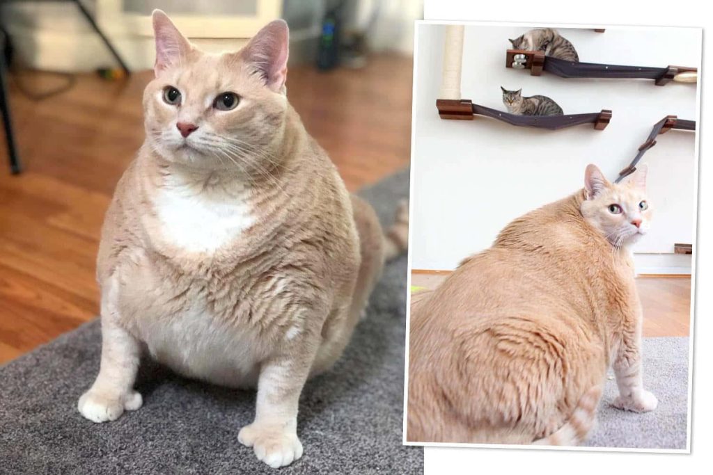 Bronson the large ginger tabby chubby cat on grey carpet with smaller cats on shelves background Wallpaper