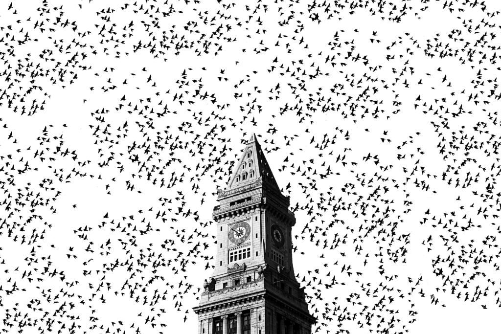 Black and White Wallpaper: Historic Clock Tower with Flock of Birds
