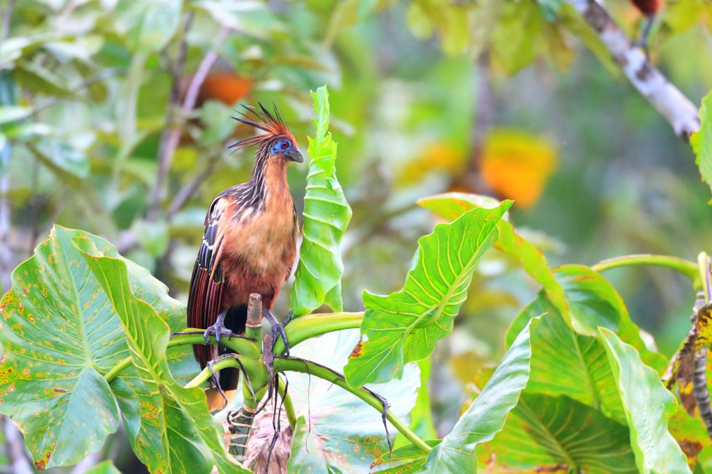 Hoatzin bird with spiky crest and blue face perched in lush tropical foliage wildlife wallpaper