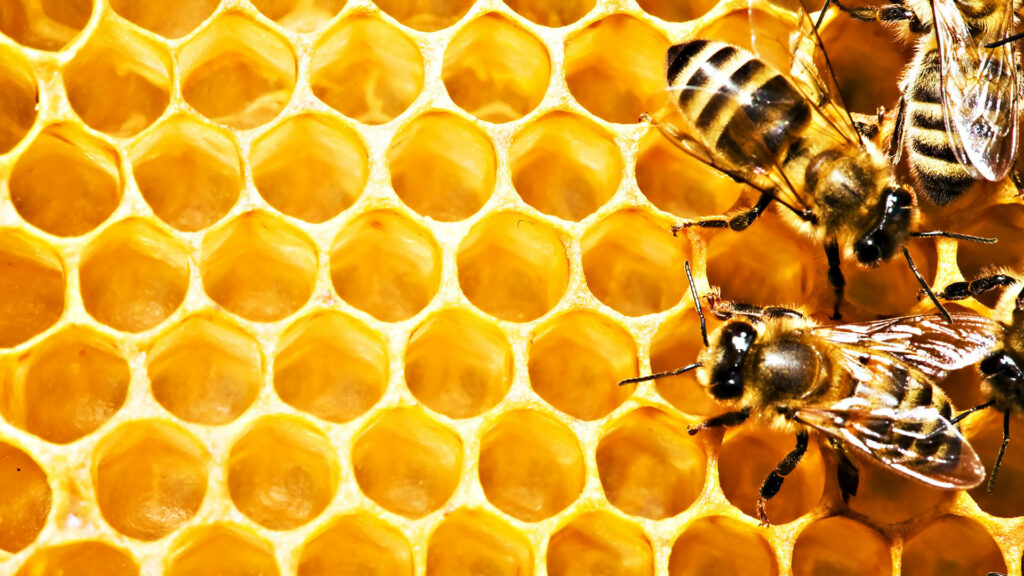 Buzzing Honeycombs: A Vibrant Hive Filling Up with Bee-autiful Nectar Wallpaper