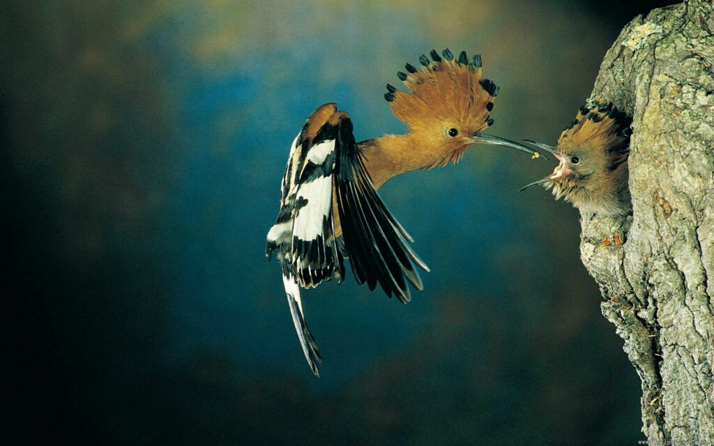 Hoopoe Bird Feeding Chick in Nest – Vivid Nature Wallpaper