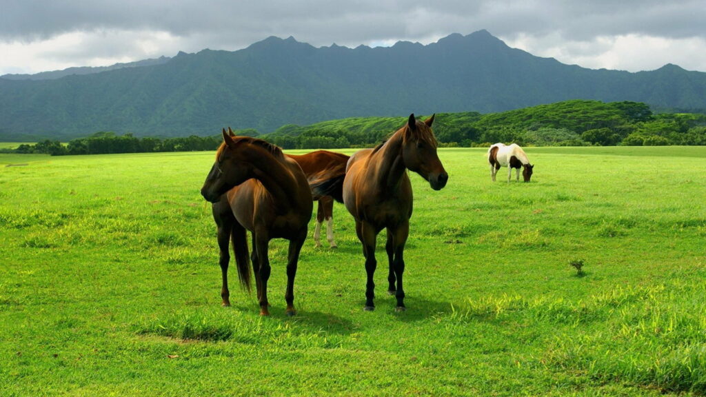 Graceful Equine Majesty: Majestic Horse Roaming Free in Expansive Fields Wallpaper