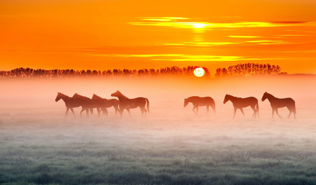 Equine Majesty: Captivating Sunset Silhouette of Majestic Horses in HD Wallpaper
