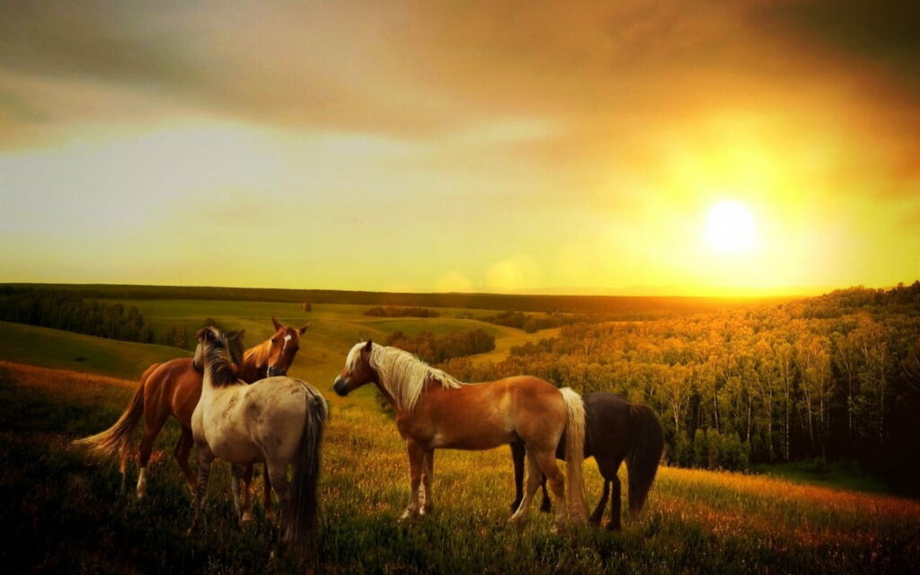 Golden Hour Equines: Majestic Horses in a Vast Field under a Breathtaking Sunset - HD Wallpaper
