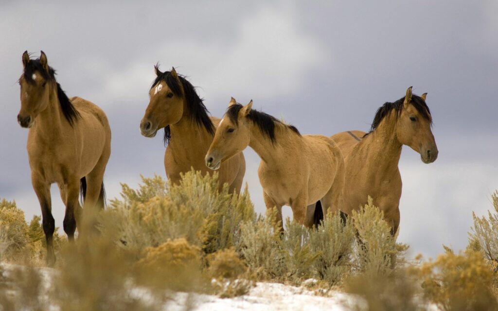 Majestic Horse Herd in Grassy Landscape - Dramatic Wallpaper Background