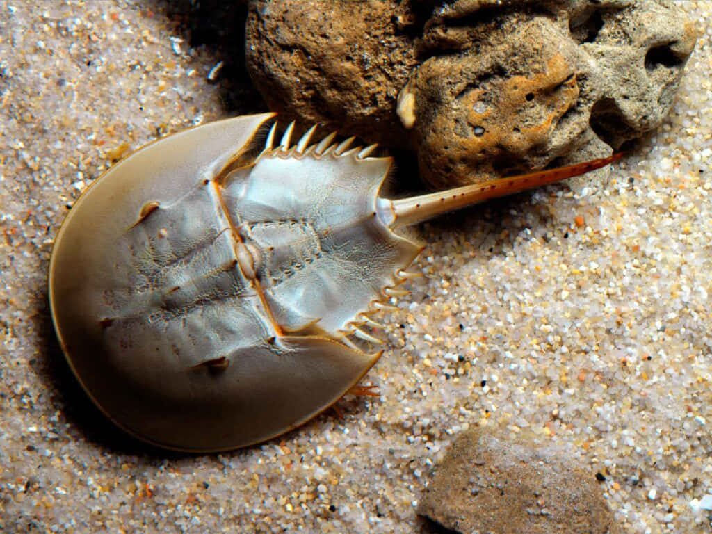 High definition horseshoe crab on sandy beach near rocks natural light wildlife wallpaper