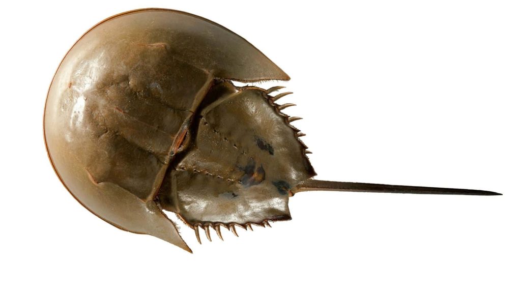 Close-up dorsal view of Horseshoe Crab with textured shell and spiked tail on white background Wallpaper