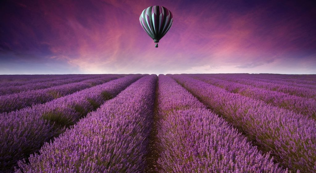 Hot air balloon floating over vibrant lavender fields under a dramatic twilight sky wallpaper