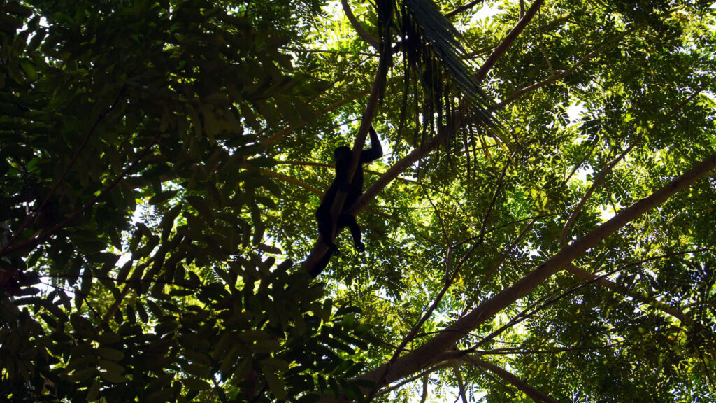 Howler Monkey Silhouette in Lush Rainforest - Serene Nature Wallpaper
