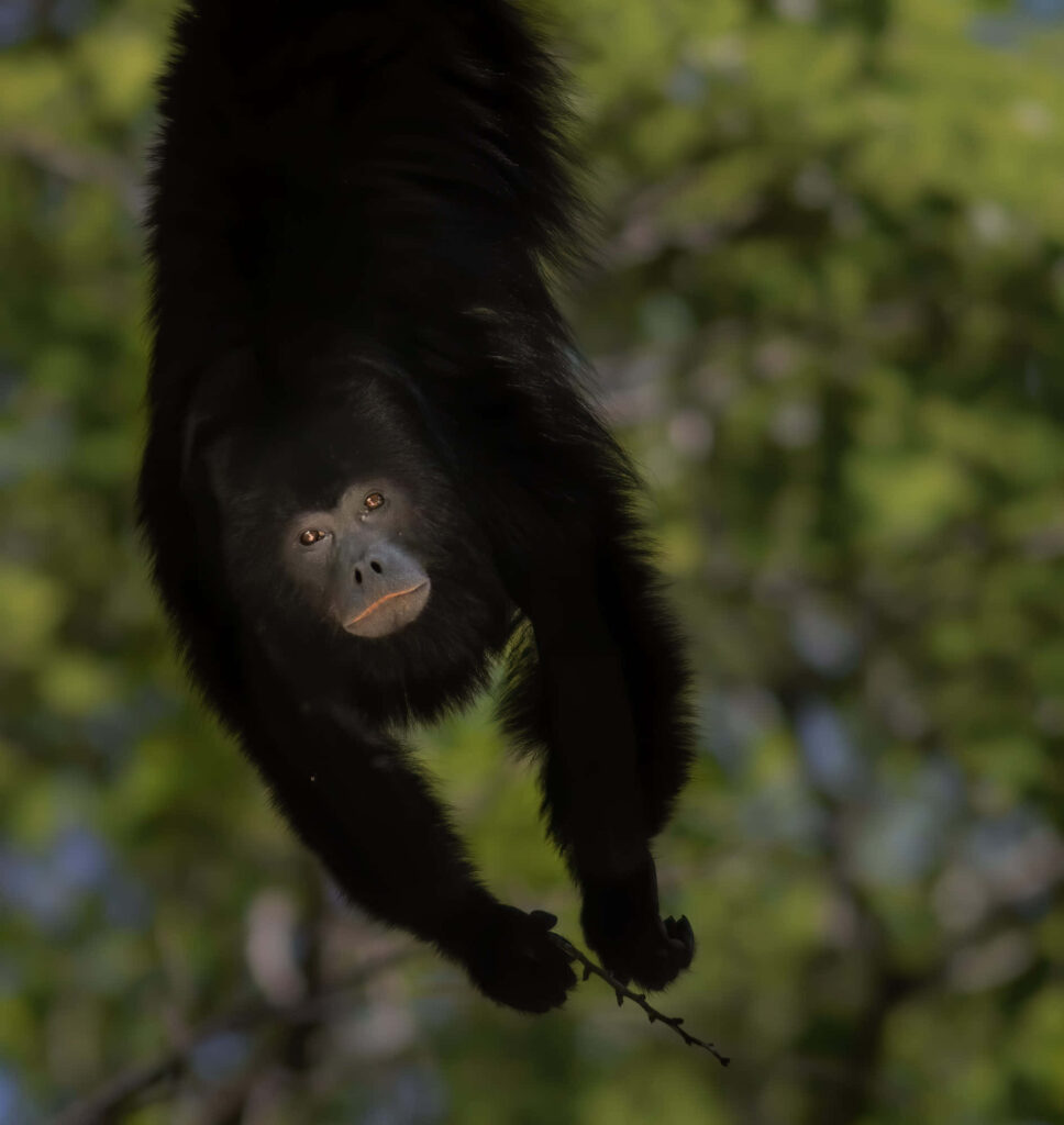 Agile Howler Monkey in Lush Green Foliage Wallpaper