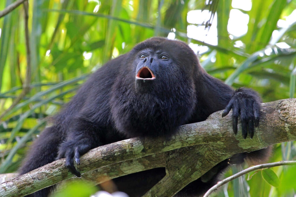 Howler Monkey Vocalizing in Lush Green Jungle Wallpaper