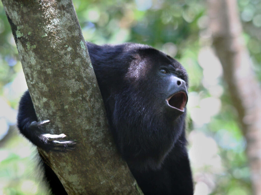 Howler Monkey Vocalizing in Lush Forest - Vibrant Nature Background Wallpaper