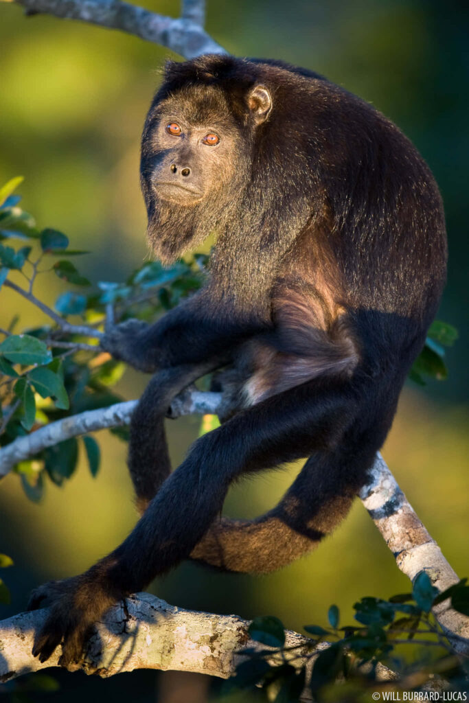 Graceful Howler Monkey in Lush Greenery - Nature Wallpaper