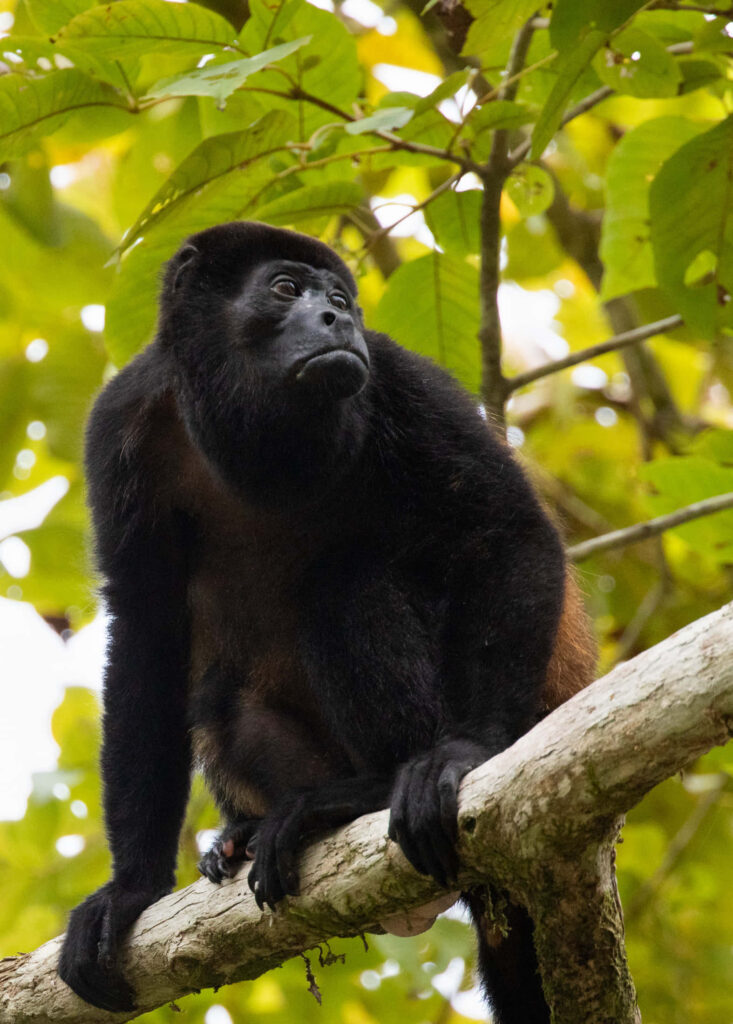Howler Monkey Wallpaper: Graceful Perch Amidst Lush Green Foliage