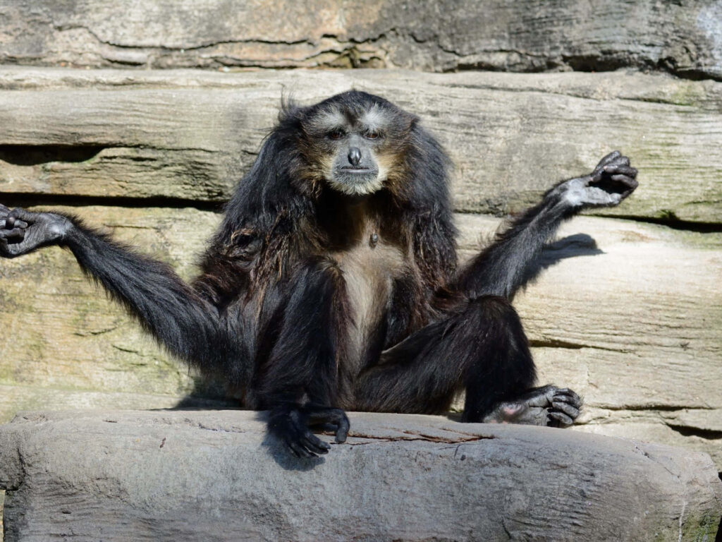 Howler Monkey on Stone Surface - Serene Textured Wallpaper