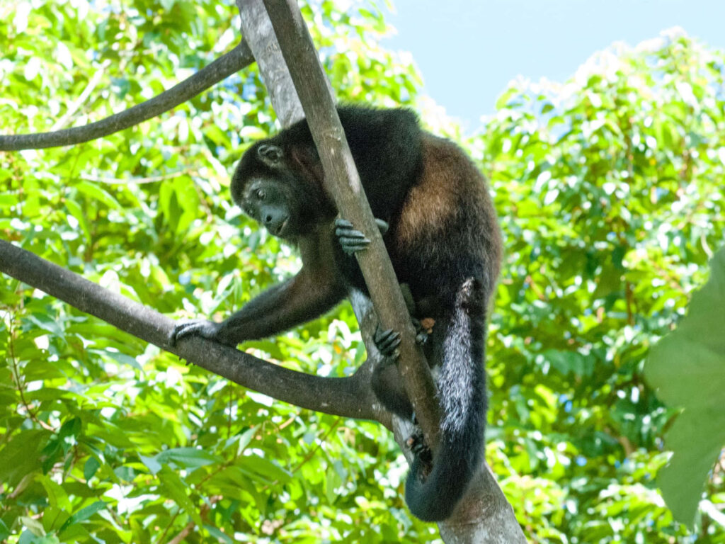 Howler Monkey in Lush Greenery: Tranquil Wallpaper Background