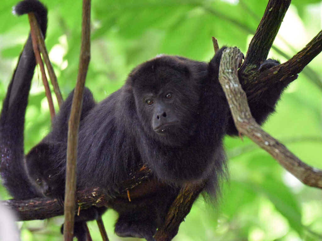 Howler Monkey on Branch Amidst Lush Green Rainforest Background Wallpaper