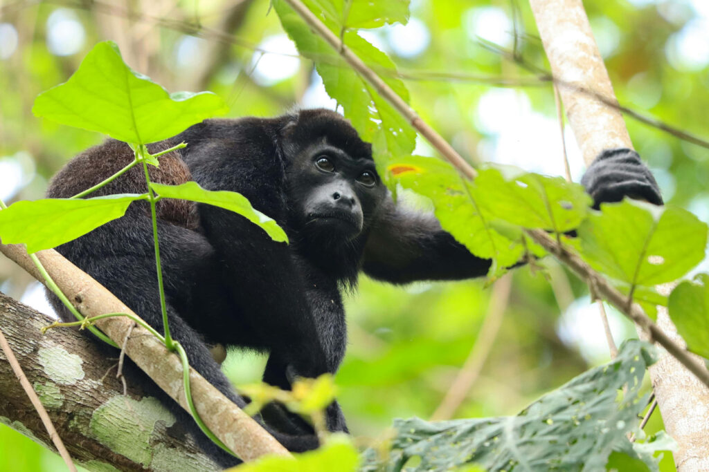 Howler Monkey in Rainforest: Serene Nature Wallpaper Background