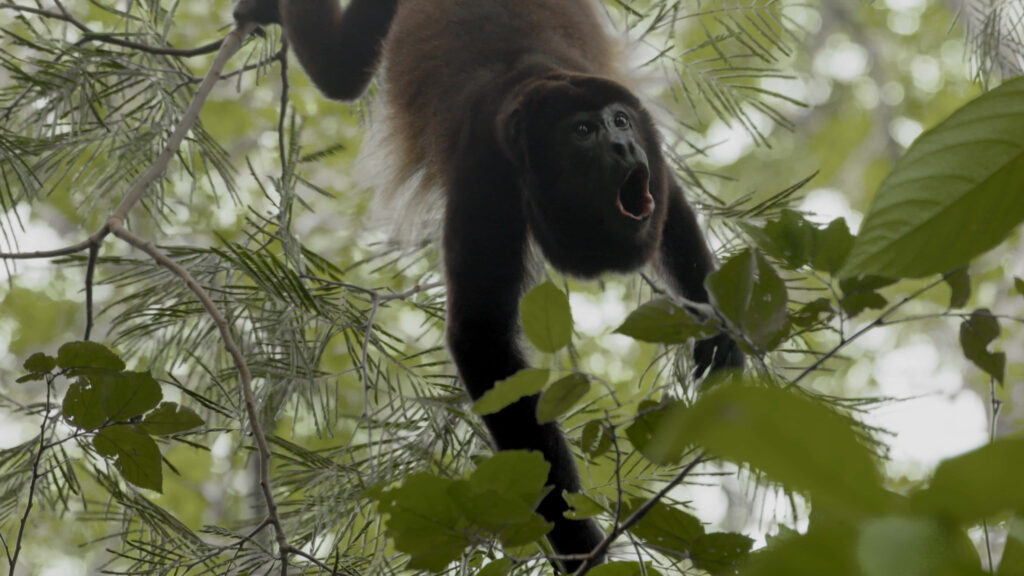 Howler Monkey Mid-Call in Lush Green Treetops: Expressive Behavior Wallpaper