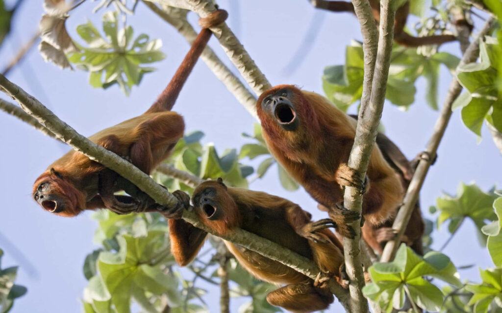 Howler Monkeys in Lush Canopy: Vibrant Jungle Wallpaper Background