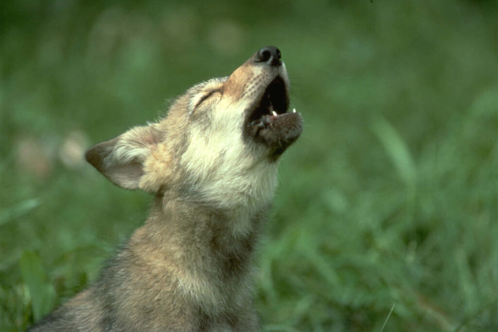 Young Wolf Pup Howling in Lush Green Background - Nature's Wonder Wallpaper