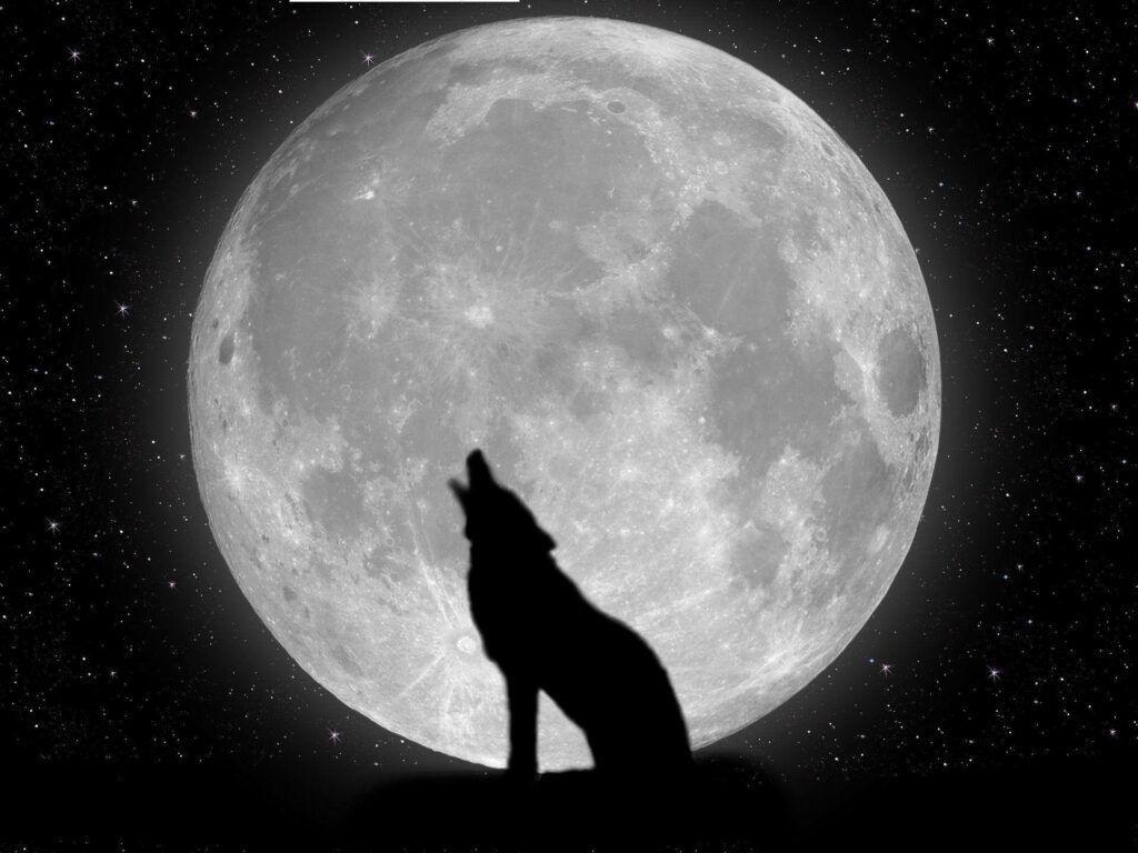 Howling Wolf Silhouette Wallpaper with Full Moon & Starry Sky