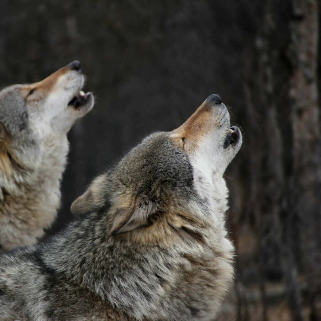 Wolves Howling in Shadows: Wild Forest Wallpaper