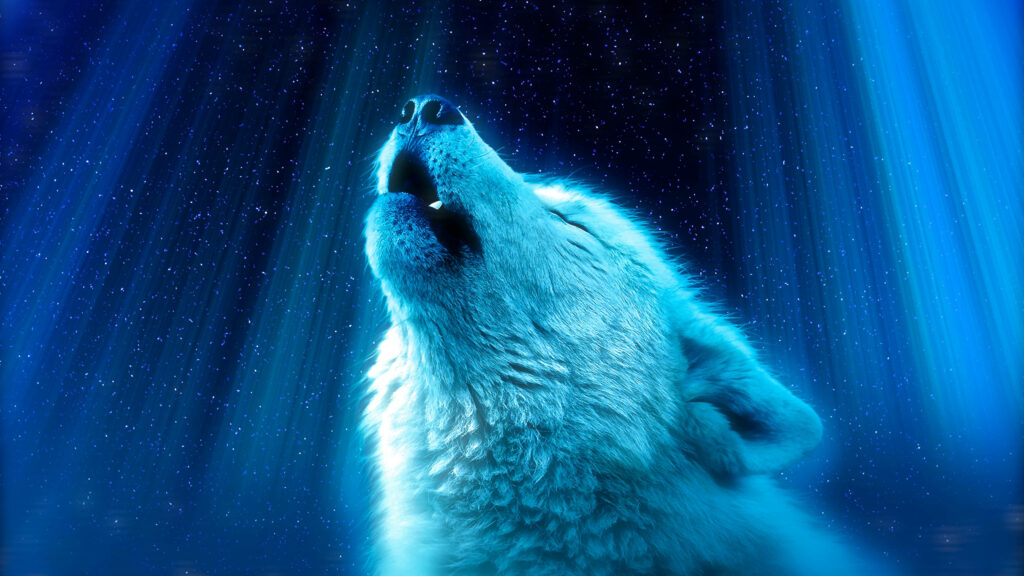 Majestic white wolf howling under blue glow with vertical light rays and starry night sky background Wallpaper