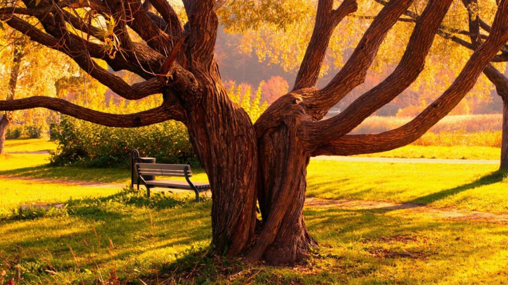 Autumn Embrace: A Stunning Nature Love Background Photo Showcasing Two Trees Intertwined in a Delightful Hug Wallpaper