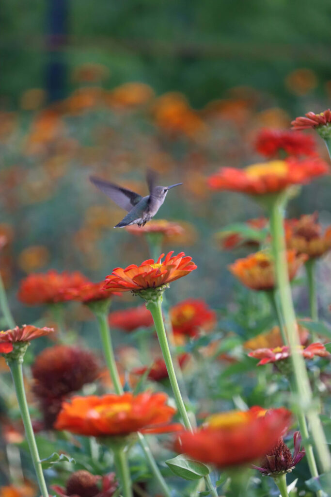 Vibrant Hummingbird in Flight: Serene Orange Flower Wallpaper