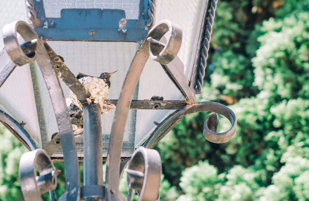 Hummingbird Nest on Metal with Lush Green Background - HD Wallpaper