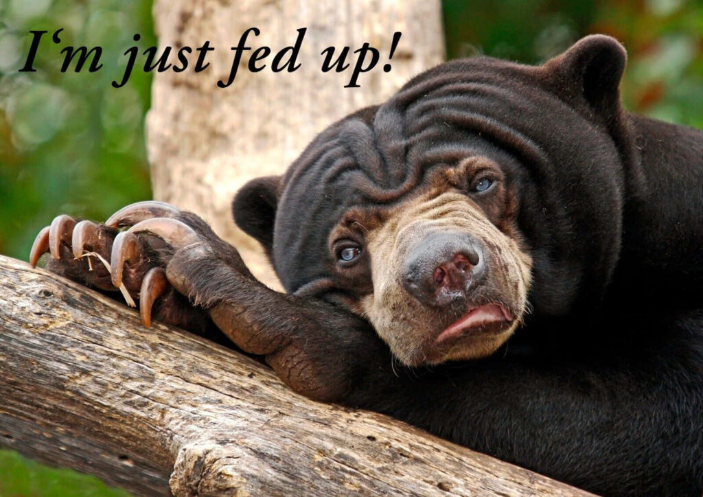Humorous Bear Wallpaper: Fed Up Bear on Log with Funny Expression