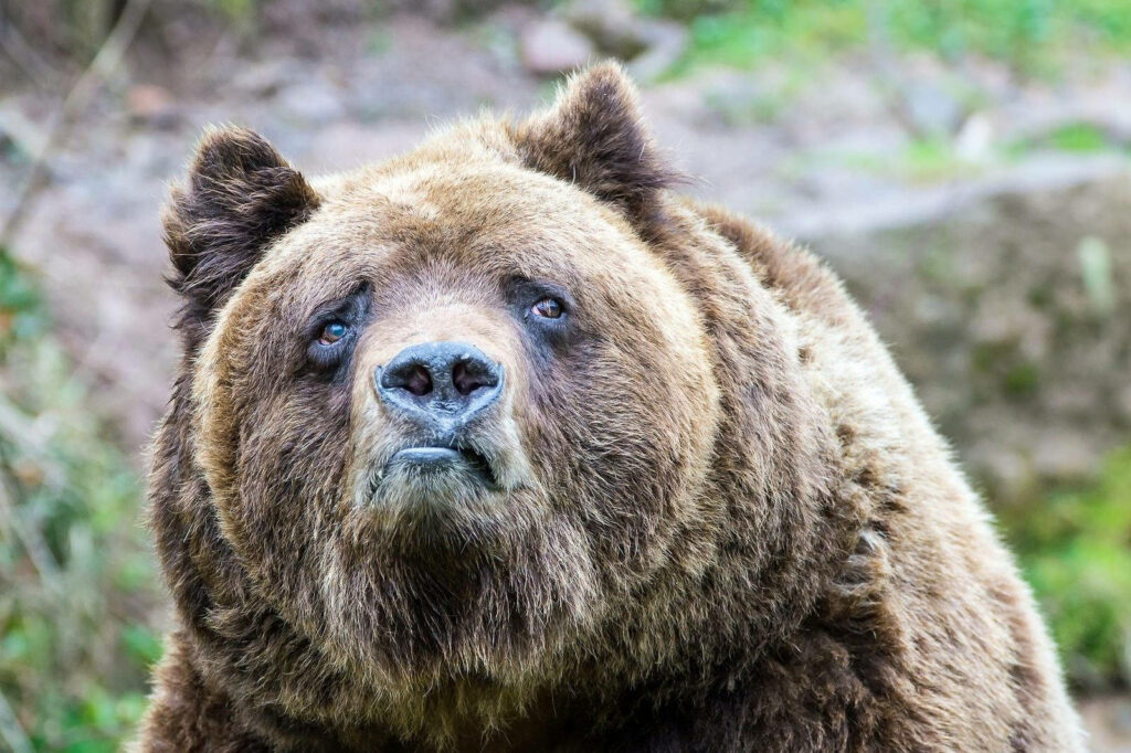 Funny Brown Bear Close-Up Wallpaper with Blurred Nature Background