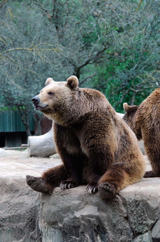 Funny Brown Bear Wallpaper: Relaxed Pose in Nature's Wild Setting