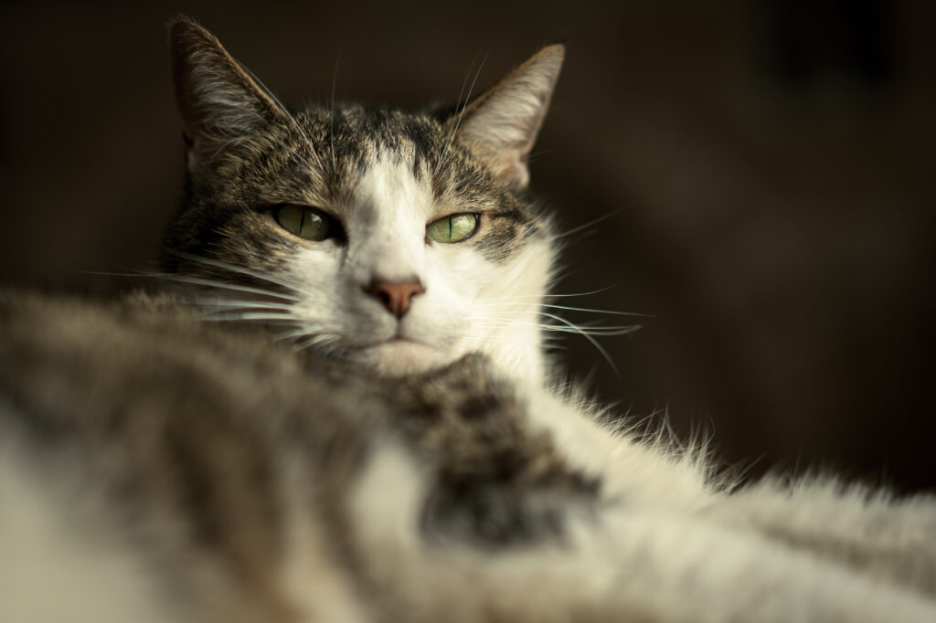 Funny Cat Close-Up: Playful Expression & Soft Fur Wallpaper