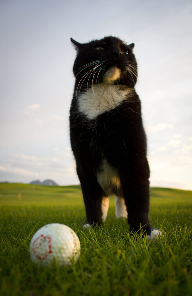 Funny Black and White Cat Golf Scene Wallpaper – Serene Background