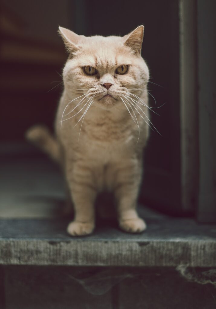 Humorous Cat Wallpaper: Serious Gaze & Warm Fur for Pet Lovers