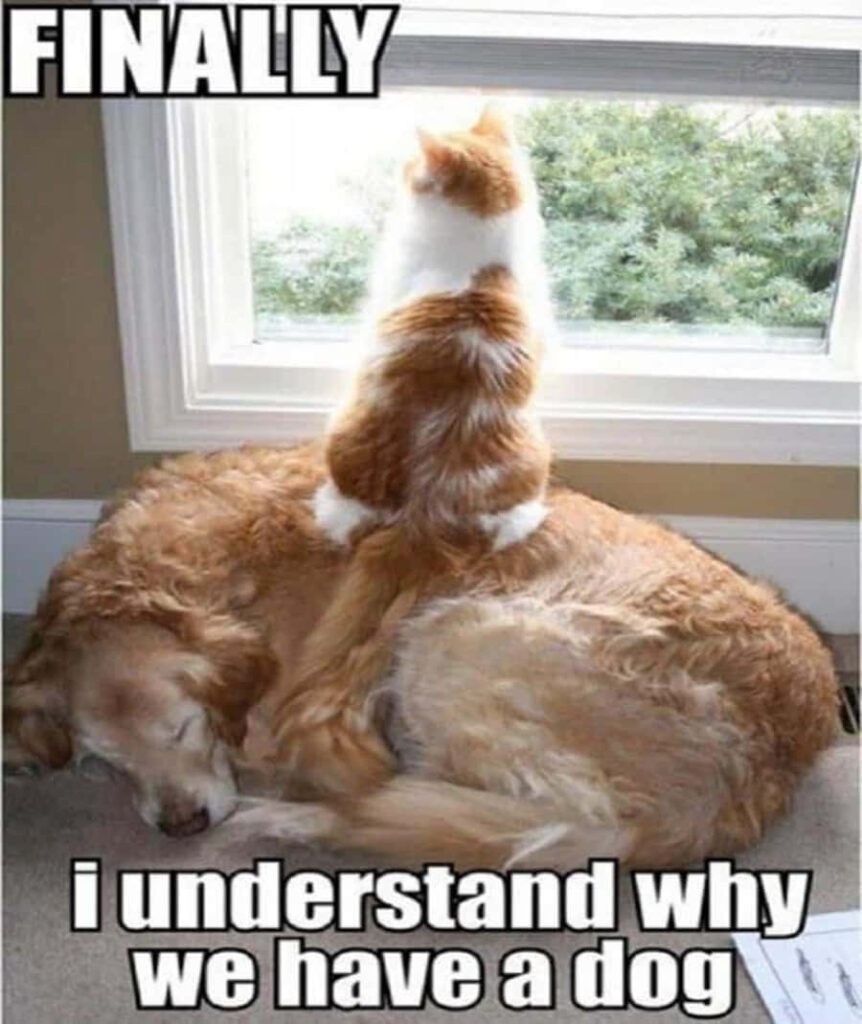 Fluffy Cat on Sleeping Dog: Humorous Cozy Companionship Wallpaper