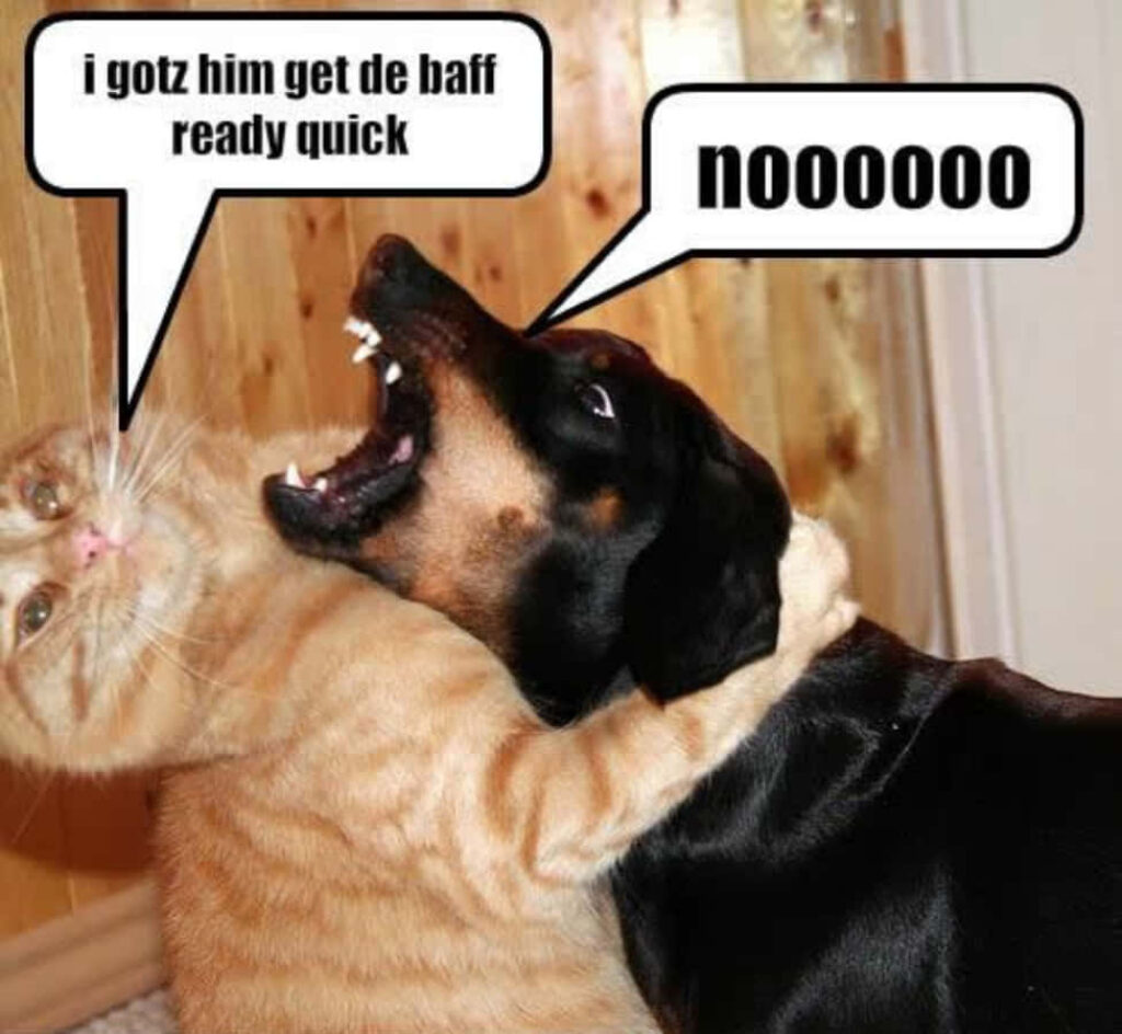 Funny Cat vs Dog Meme Wallpaper: Playful Battle of Expressions
