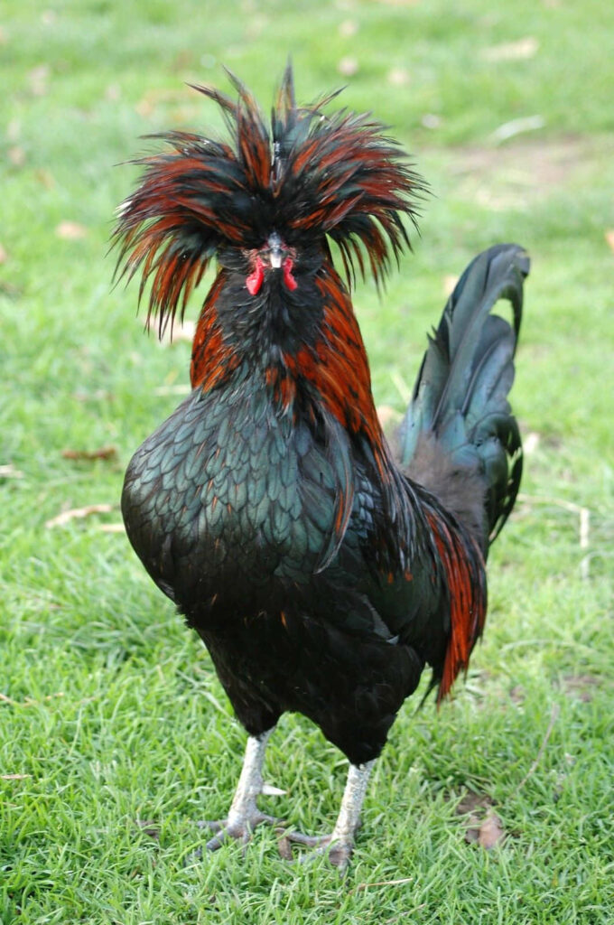 Humorous Chicken Wallpaper: Black Mohawk on Lush Green Background