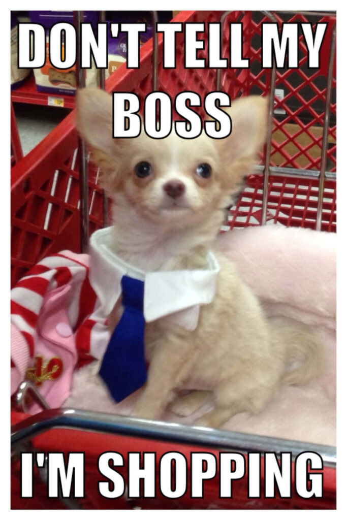 Hilarious Chihuahua in Tie Shopping - Don't Tell My Boss! Wallpaper