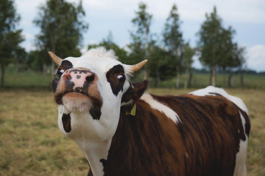 Playful Cow Close-Up Wallpaper: Muzzle and Horns in Pastoral Bliss