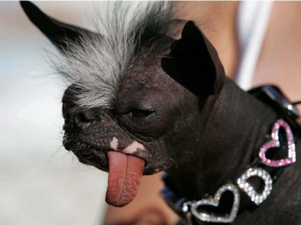 Playful Dog Wallpaper: Unique Tongue-Out Design with Heart Collar